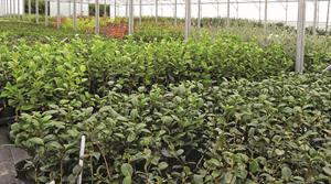 Healthy plants in polytunnel